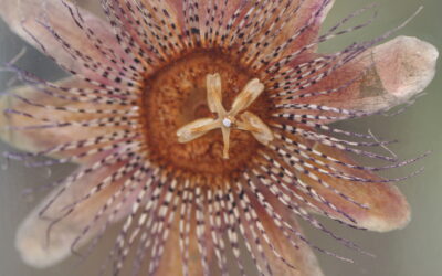 Just a word or two…