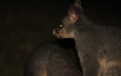 Just another set of rambles